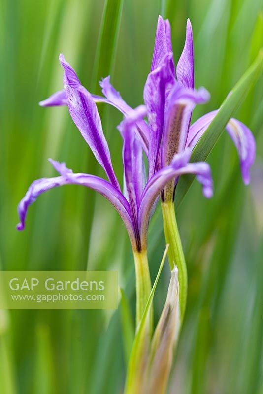 Iris lactea - Late April - Kew Gardens, London, UK