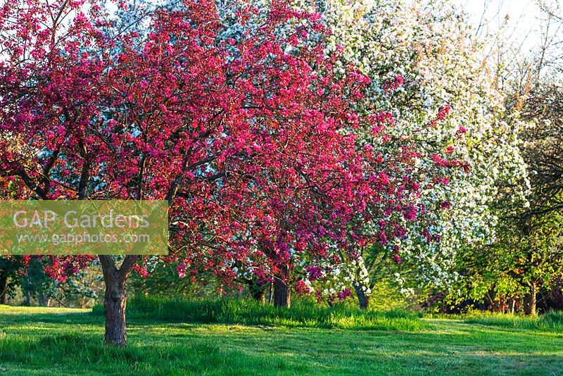 Malus x Moerlandsii 'Liset' - pink flowering apple tree, spring 