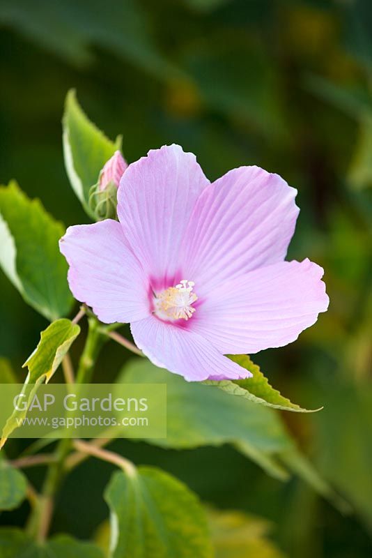 Hibiscus Moscheutos - Swam Rose Mallow, September