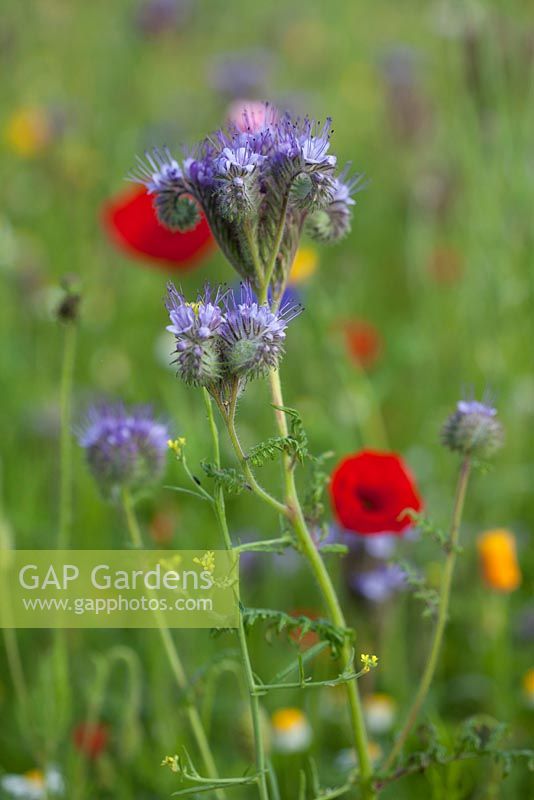 Phacelia tanacetifolia. Follers Manor, Sussex. Designed by: Ian Kitson