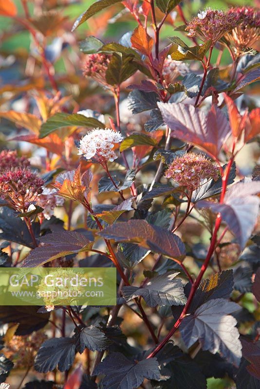 Physocarpus opulifolius. Follers Manor, Sussex. Designed by: Ian Kitson