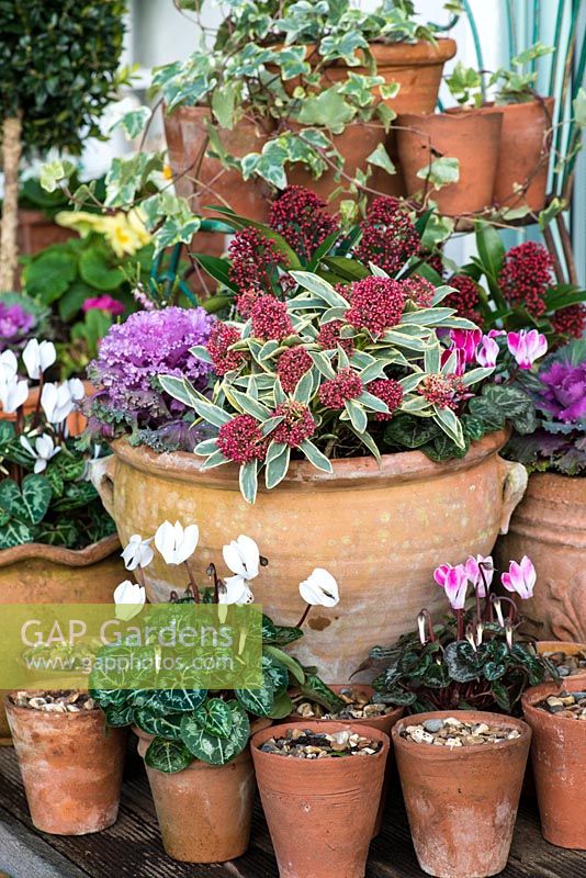 Terracotta containers with winter planting. including Skimmia japonica 'Magic Marlot', Skimmia japonica, Cyclamen hederifolium, Erica 'George Rendall' and ornamental cabbage.