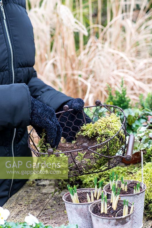 Planting a January Basket. Step 1: Line the basket with moss. This was collected from a dead tree, it helps to retain the earth and moisture. An excellent alternative to coconut coir liner.