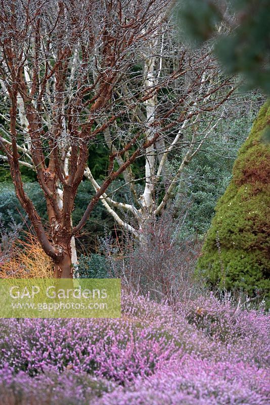 Picea glauca var. albertiana 'Conica', Erica carnea, Acer griseum and betulas in The Winter Garden at RHS Garden Rosemoor.