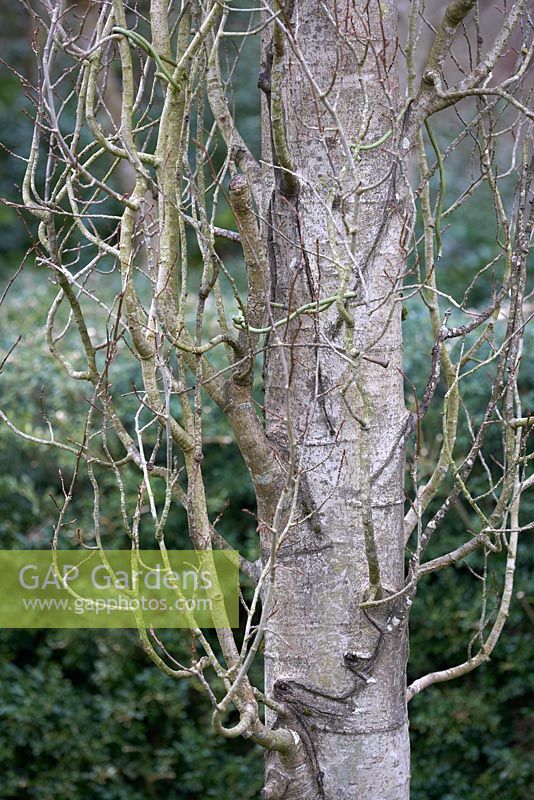 Populus tremula 'Erecta' in February. RHS Rosemoor