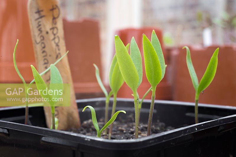 Growth development of Pepper 'Hungarian Hot Wax' - Capsicum annuum seedlings