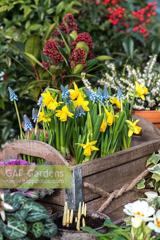 Set against backdrop of red berries of evergreen heavenly bamboo - Nandina domestica, wooden box planted with Narcissus 'Tete-a-Tete' and blue grape hyacinth, Muscari armeniacum. Behind, Skimmia japonica and white heather. In front, ivy, primulas, Cyclamen persicum, ornamental cabbage and pots of emerging crocus bulbs. 