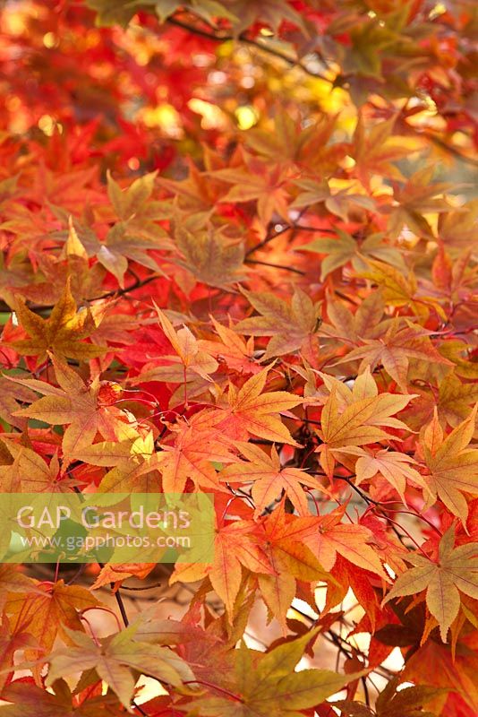 Acer palmatum 'Osakazuki' AGM foliage with autumn colours
