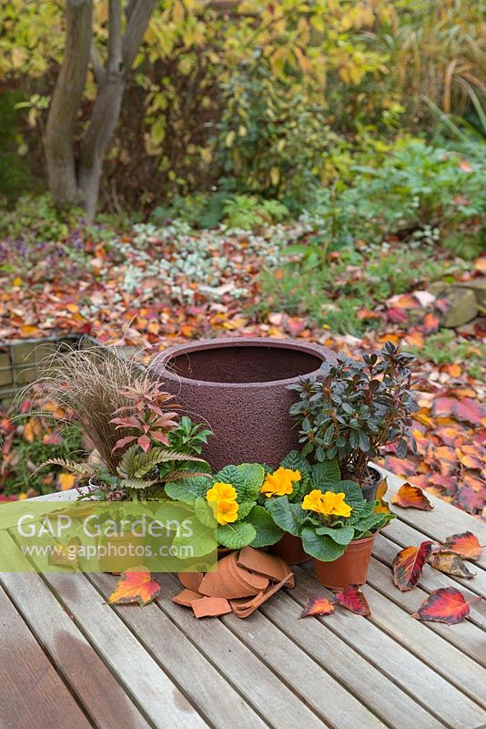 Materials required for planting a Winter Container with Primula. Featuring Carex buchananii, Fern, Primula, Pieris 'Forest Flame' and Rhododendron obtusum 'Canzonetta' - Japanese Azalea