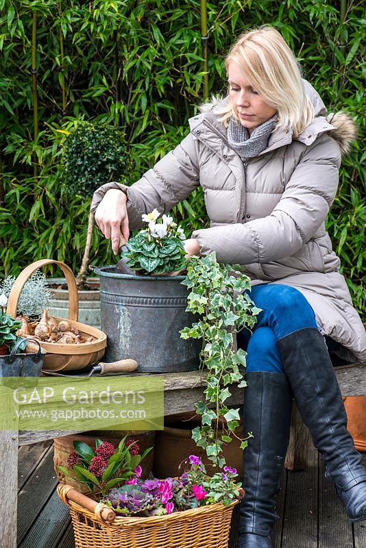 Planting a winter container. Step 2: Cyclamen persicum is planted alongside Helleborus niger 'Christmas Carol' and trailing variegated ivy.