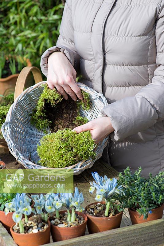 Planting a February basket. Step 1: lining a wicker basket with moss gathered from woodland.