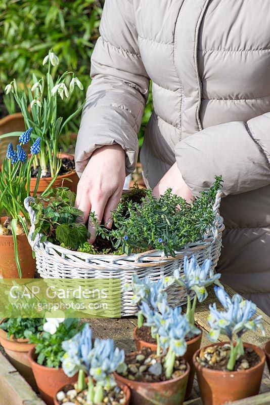 Planting a February basket. Step 3: positioning evergreen ivy to trail over the edge.