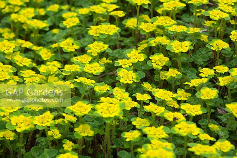 Chrysosplenium davidianum