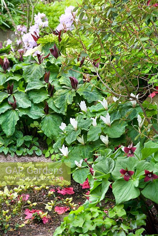 Trillium chloropetalum giganteum, Trillium albidum and Trillium erectum