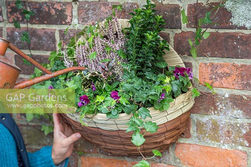 Watering freshly planted hanging basket containing Calluna vulgaris 'Michelle', Euonymus japonicus, Hedera helix, Variegated Holly and Viola