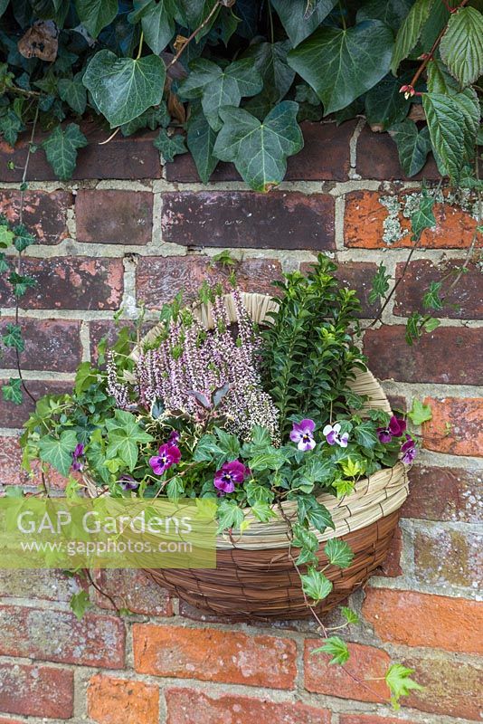 Winter Wall Hanging Basket featuring Calluna vulgaris 'Michelle', Euonymus japonicus, Hedera helix, Variegated Holly and Viola