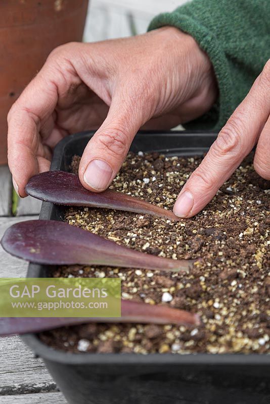 Space out the Aeonium arboreum leaves in a tray and gently firm the ends into the compost