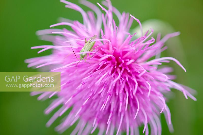 Green Capsid Bug on Cirsium dissectum - Meadow Thistle Flower