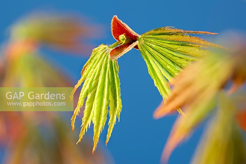 Acer palmatum 'Trompenburg' - Emerging Leaf 