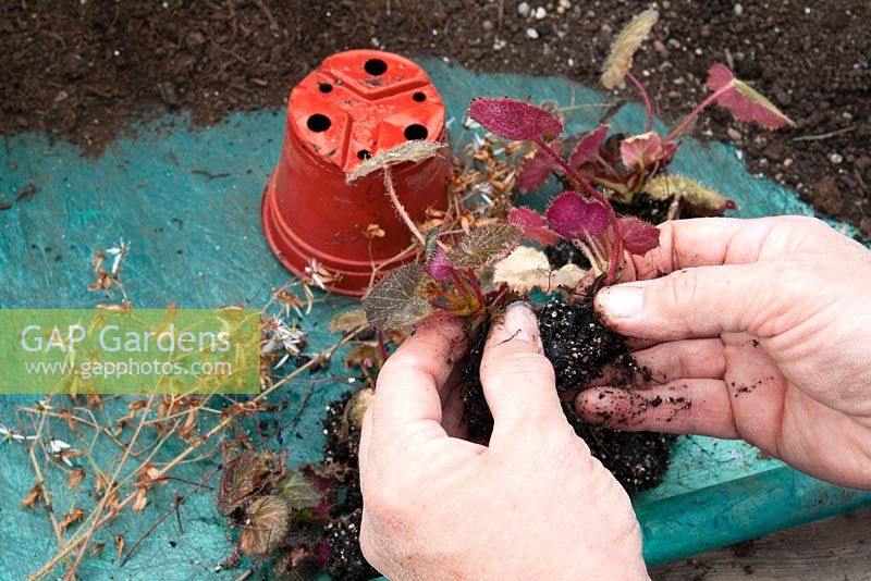 Dividing a Saxifraga stolonifera to be repotted separately