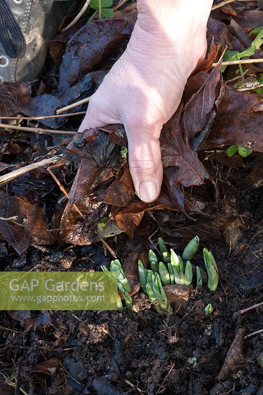 Clearing leaves and weeds off a clump of Galanthus nivalis - Snowdrop