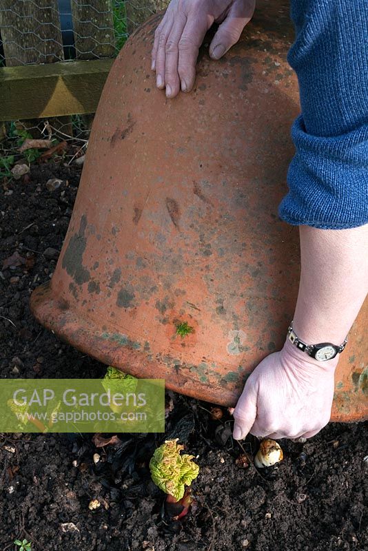 Placing a rhubarb forcer on top of a clump of rhubarb