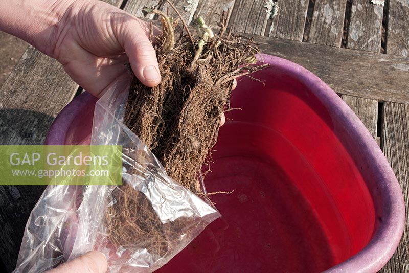 Planting strawberry sequence - Soak the roots of new plants in water