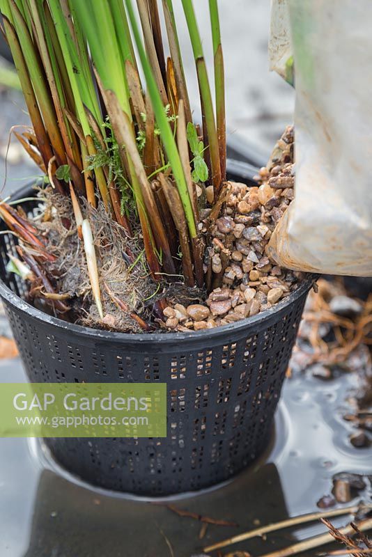 Plant your divided Juncus inflexus - Hard Rush into new pond baskets and fill with gravel