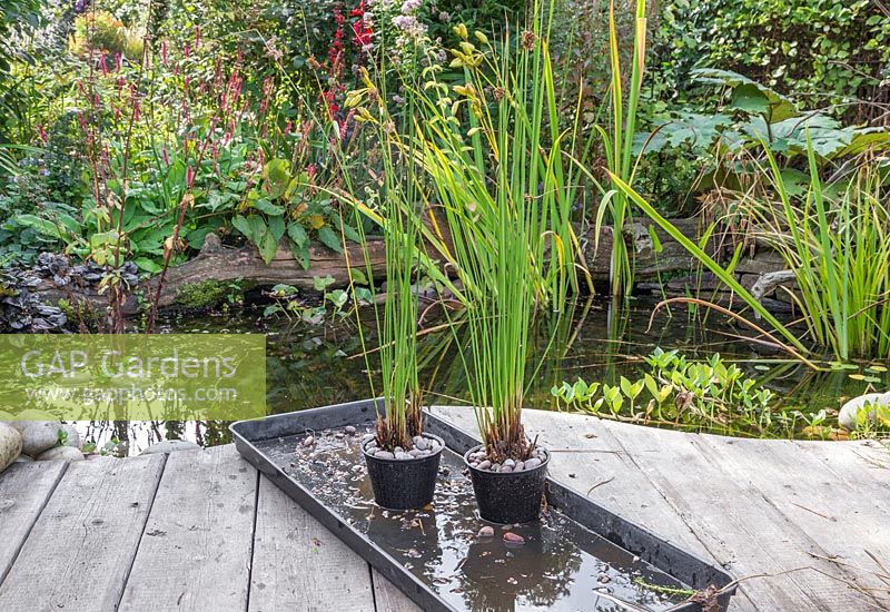 Successful division of an aquatic plant, Juncus inflexus - Hard Rush