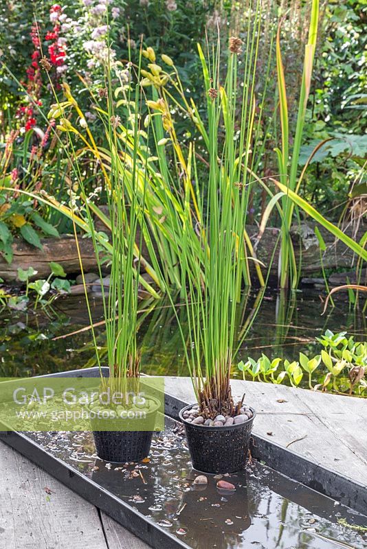 Successful division of an aquatic plant, Juncus inflexus - Hard Rush