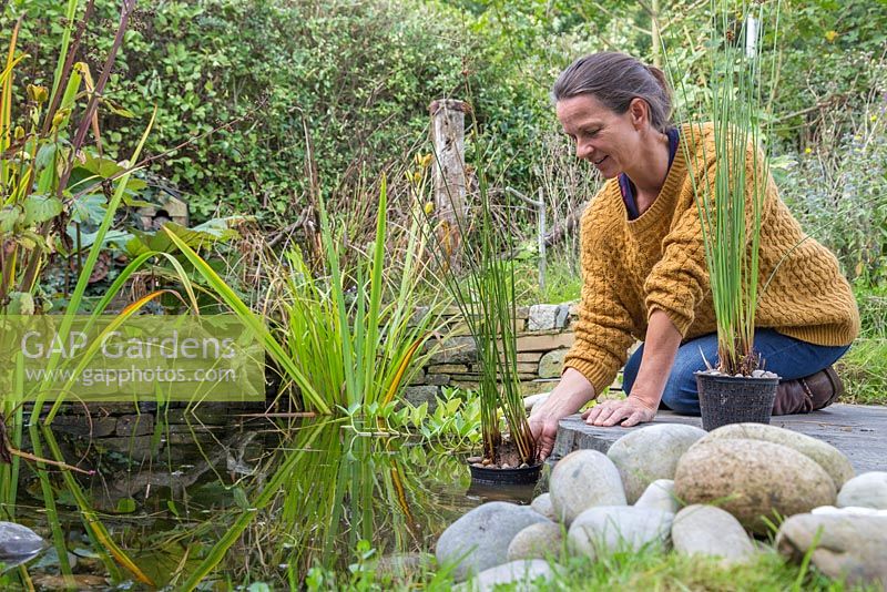 Woman returning aquatic plant to water after successful division, Juncus inflexus - Hard Rush