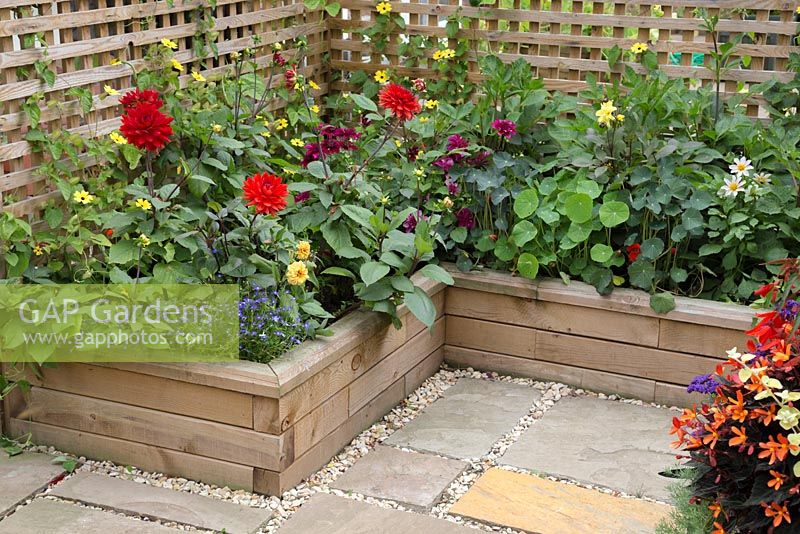 Overview of the Dahlia borders planted in raised beds constructed from WoodBlocX. Dahlia 'Garden Wonder', Thunbergia alata, Tropaeolum.