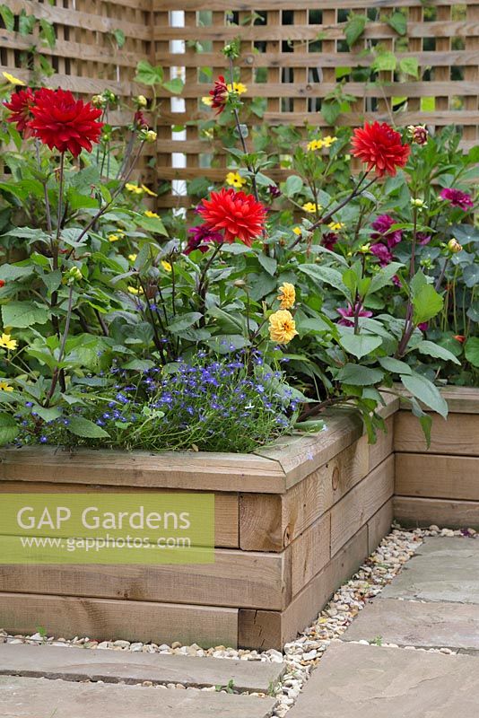 Overview of the Dahlia borders planted in raised beds constructed from WoodBlocX. Dahlia 'Garden Wonder', Thunbergia alata