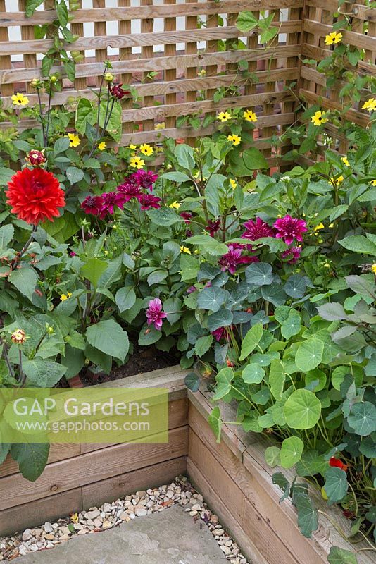 Overview of the Dahlia borders planted in raised beds constructed from WoodBlocX. Dahlia 'Purpinka', Thunbergia alata, Tropaeolum.