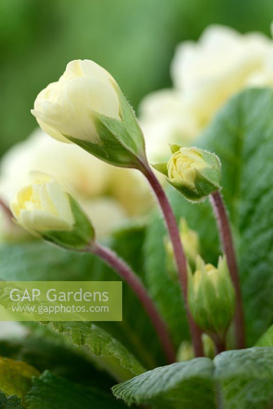 Primula 'Dawn Ansell' - Double primrose.  Flower buds starting to open, April