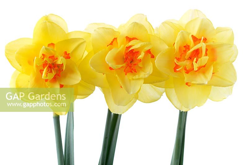 Narcissus 'Tahiti' AGM, Daffodil Division 4  Double, April