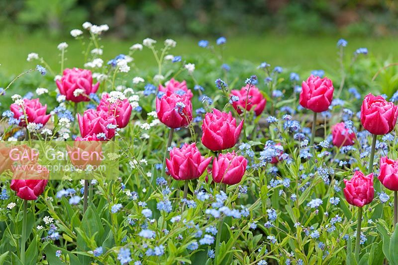 Tulipa 'Queen of Marvel' with Myosotis - Chenies Manor Gardens