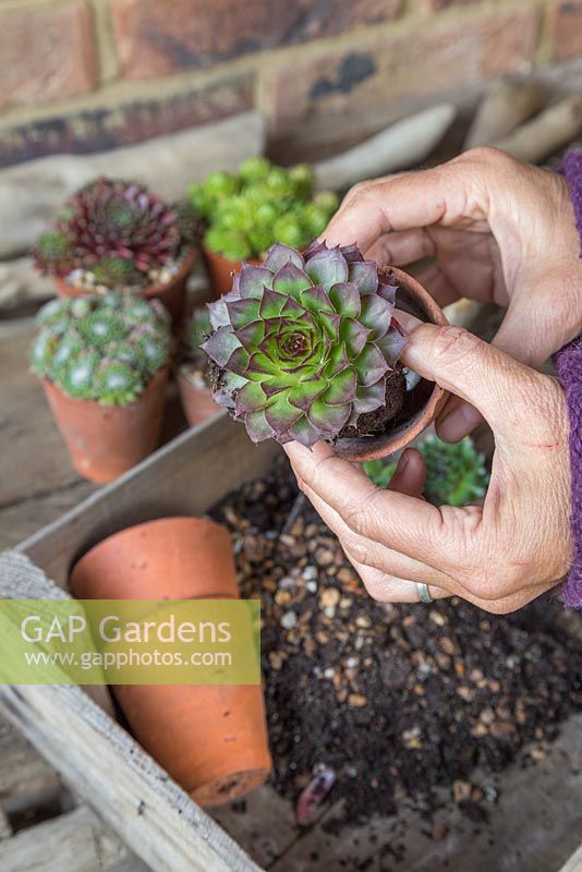 Pot up the Sempervivums into small terracotta pots