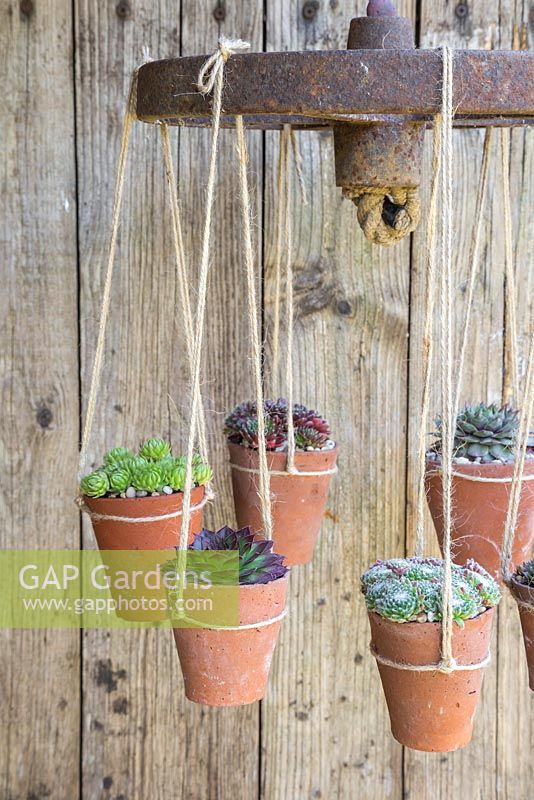 Succulent Chandelier constructed from a cast iron wheel and rope, with potted Sempervivums representing candles or lights