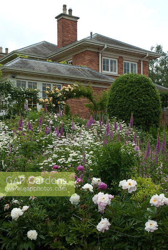 Paeonia - Peonies, Digitalis purpurea - foxgloves and Leucanthemum vulgare - Oxeye daisies on a slope infront of roses including Rosa 'Maigold', climbing scented rose on metal arches. The Garden House, Ashley, June