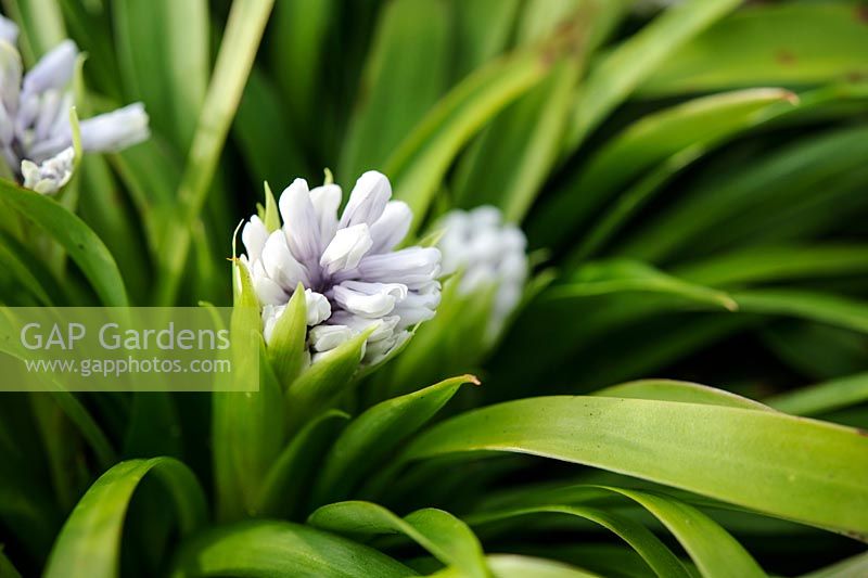 Ypsilandra thibetica