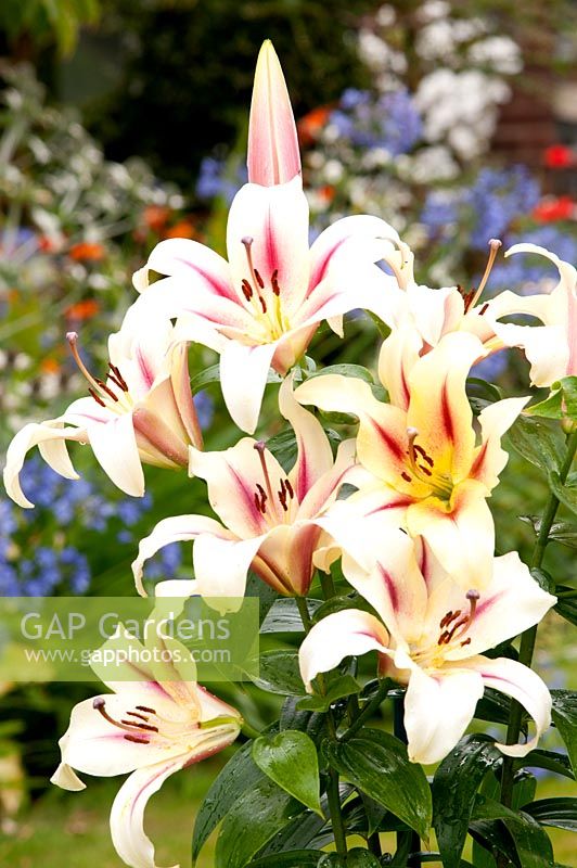 Lilium 'Hotspot'