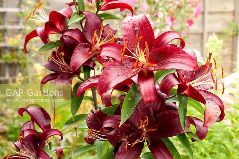 Lilium 'Pink Explosion', Tree Lily, July