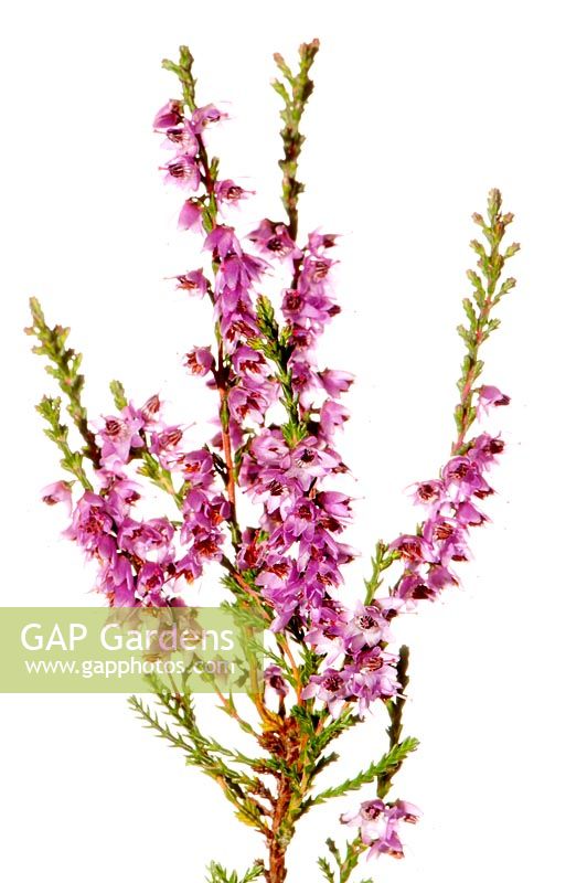 Calluna vulgaris - Heather