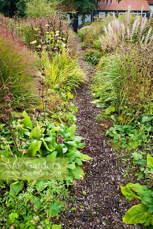 Path through autumn borders leading to the house. Phlomis russeliana, Panicum virgatum 'Shenandoah', Eryngium agavifolium, Miscanthus.  Madelien van Hasselt.