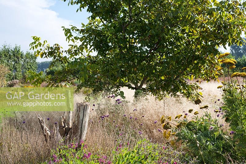 Autumn borders - Juglans regia 'Hansen' - English walnut, Lespedeza formosa, Deschampsia cespitosa, Achillea filipendula. Madelien van hasselt.