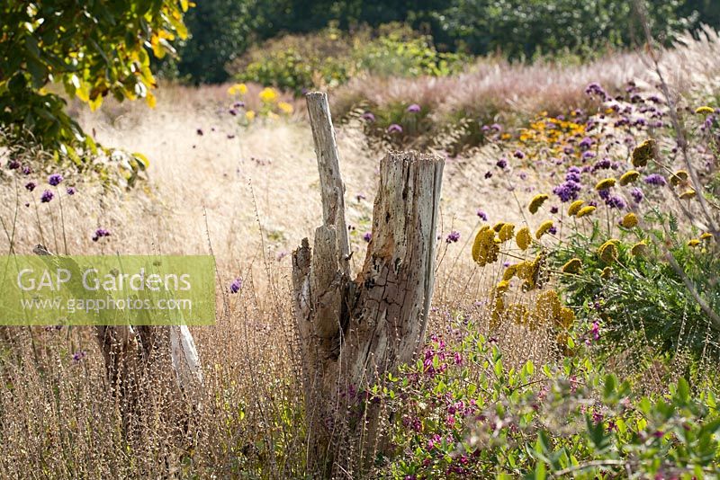 Autumn view of perennial border. Lespedeza formosa, Deschampsia cespitosa, Achillea filipendula, Verbena bonariense. Madelien van Hasselt.