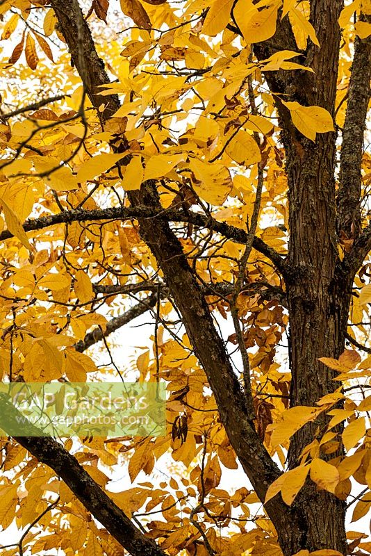 Carya laciniosia - Kingnut or Shellbark hickory - October, France