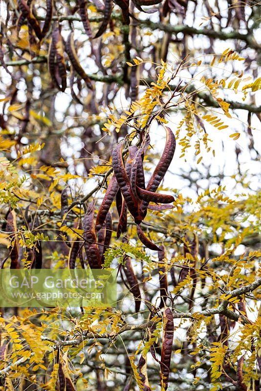 Gleditsia triacanthos - Honey locust - October, France