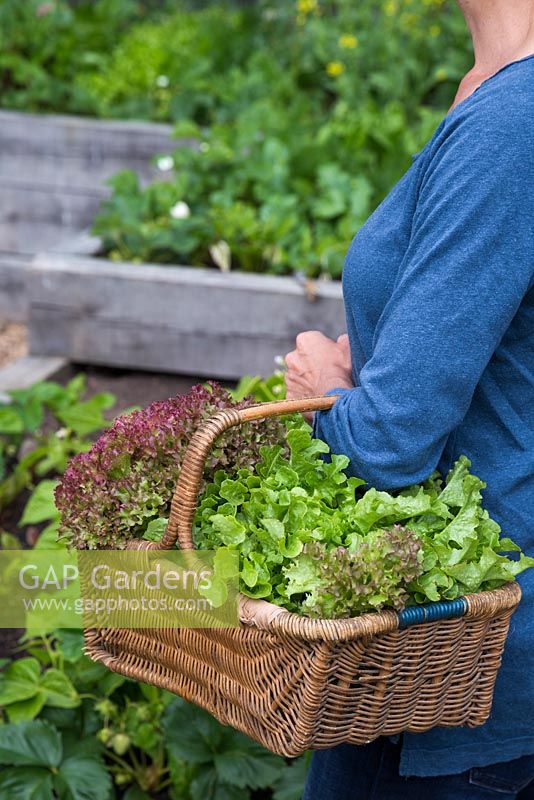 Woman carrying a wicker basket containing a variety of harvested Lettuce. Loose-leaf and Lollo Rossa